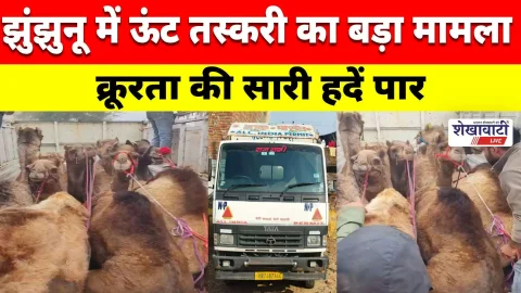 Video News : ऊंट तस्करी पर झुंझुनू पुलिस का डबल एक्शन