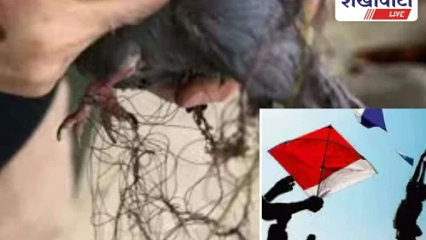 मकर संक्रान्ति पर घायल पक्षियों के इलाज की विशेष व्यवस्था