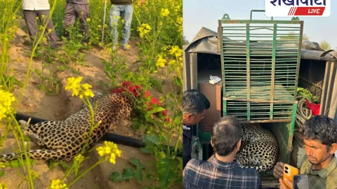 Churu News: रतनगढ़ में पैंथर पकड़ा, वन विभाग ने जयपुर भेजा