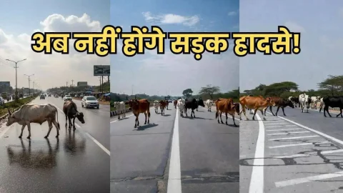 ताजा खबर : अब हाईवे पर मवेशियों के साथ नहीं होगी दुर्घटना,सरकार ने शुरू की खास योजना, पहले ही मिल जाएगा अलर्ट