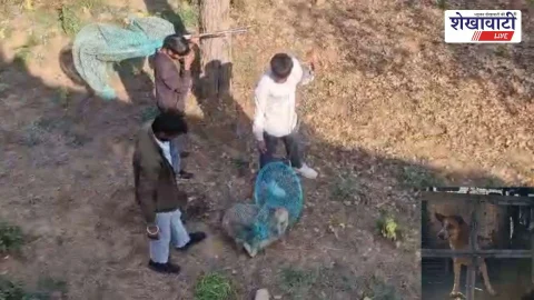 18 लोगों को काटने वाला कुत्ता अब सुरक्षित रूप से झुंझुनूं भेजा गया
