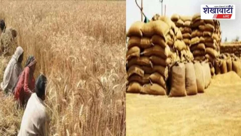 Agriculture News (कृषि समाचार) : झुंझुनूं में MSP पर गेहूं खरीद 10 मार्च से, रजिस्ट्रेशन शुरू